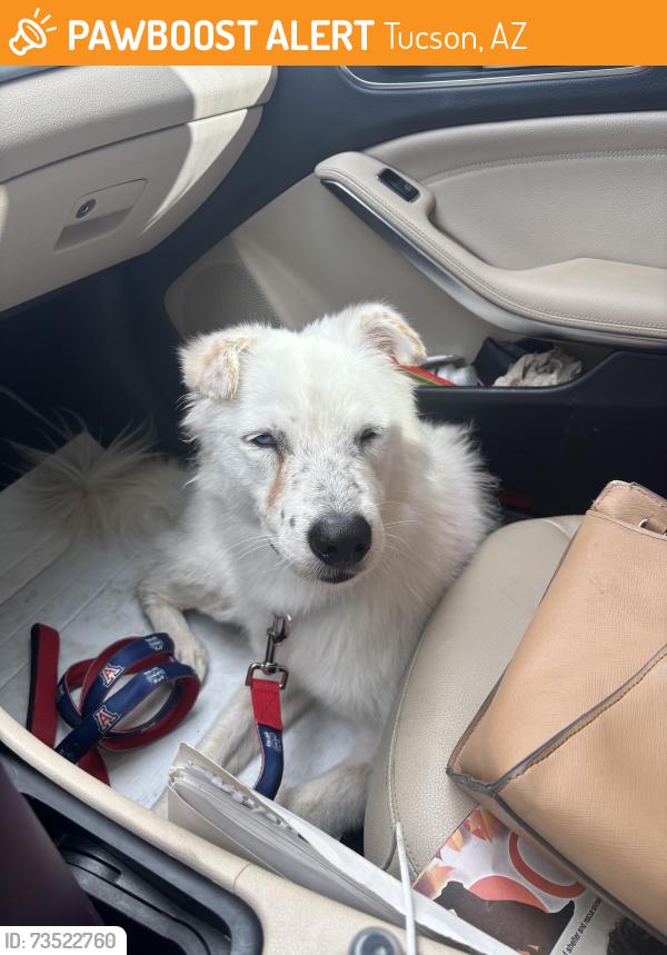 Found/Stray Male Dog last seen Market place blv 36 and Kino Blv, Tucson, AZ 85706