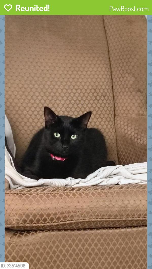 Reunited Male Cat last seen Bucks Hill Rd, Fieldwood rd, Waterbury, CT 06704