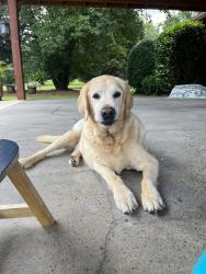 Reunited Male Dog last seen Near Louisville Rd, Appling, GA 30802