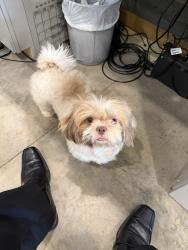Found/Stray Male Dog last seen I 45 and Cypresswood, Spring, TX 77388