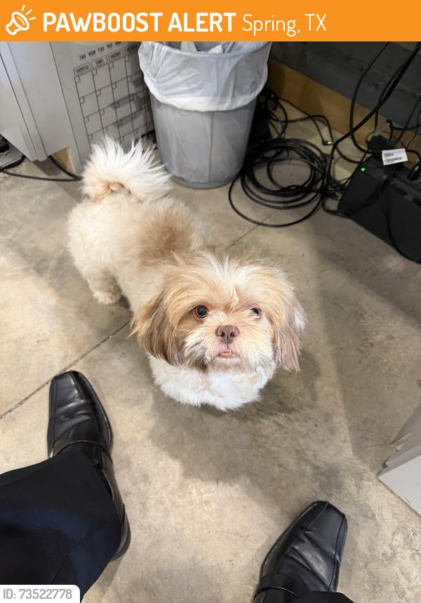 Found/Stray Male Dog last seen I 45 and Cypresswood, Spring, TX 77388