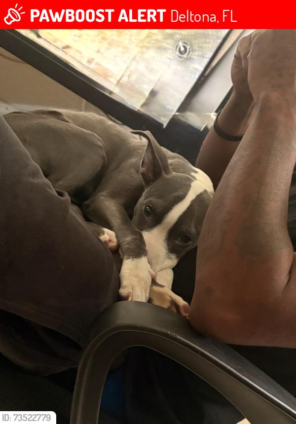 Lost Female Dog last seen Deltona Blvd fire station, Deltona, FL 32725