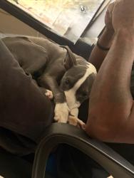 Lost Female Dog last seen Deltona Blvd fire station, Deltona, FL 32725