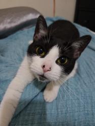 Lost Female Cat last seen My house, Stamford, CT 06902