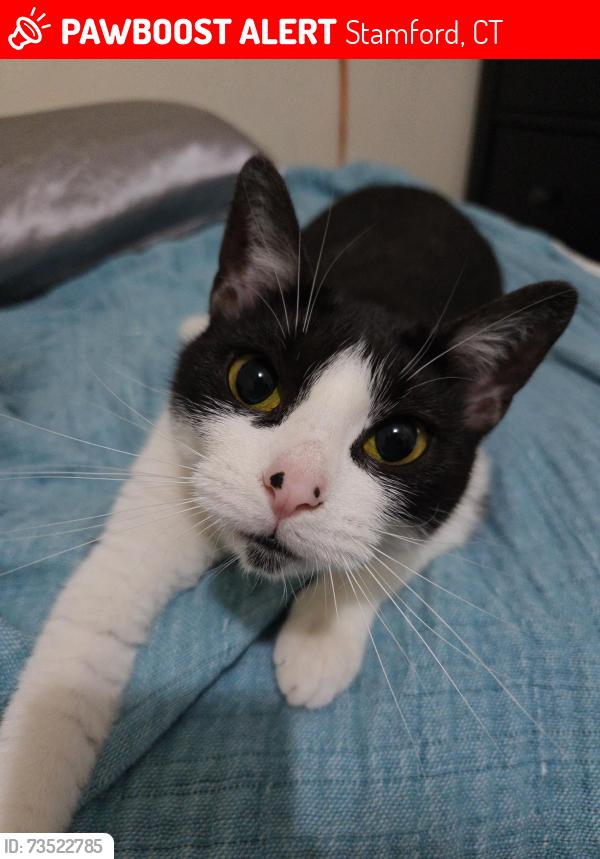 Lost Female Cat last seen My house, Stamford, CT 06902
