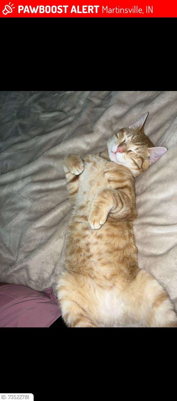 Lost Female Cat last seen Wibur road, Martinsville, IN 46151