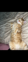 Lost Female Cat last seen Wibur road, Martinsville, IN 46151