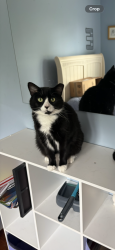 Lost Female Cat last seen Next to the Starr center in Dania, Dania Beach, FL 33004