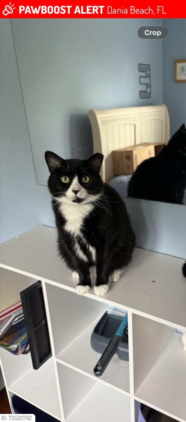 Lost Female Cat last seen Next to the Starr center in Dania, Dania Beach, FL 33004