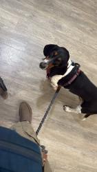 Reunited Female Dog last seen 103rd and 105th street, Palos Hills, IL 60465
