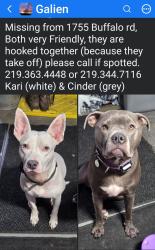 Reunited Female Dog last seen Buffalo rd & Cleveland rd, Galien, MI 49113