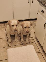 Lost Female Dog last seen Shadow mountain rd, Walnut, CA 91789