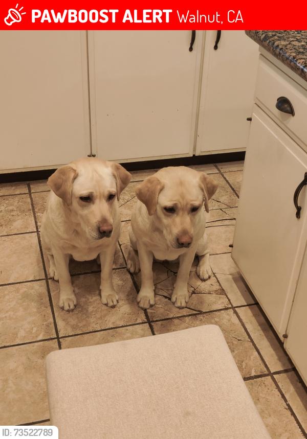 Lost Female Dog last seen Shadow mountain rd, Walnut, CA 91789