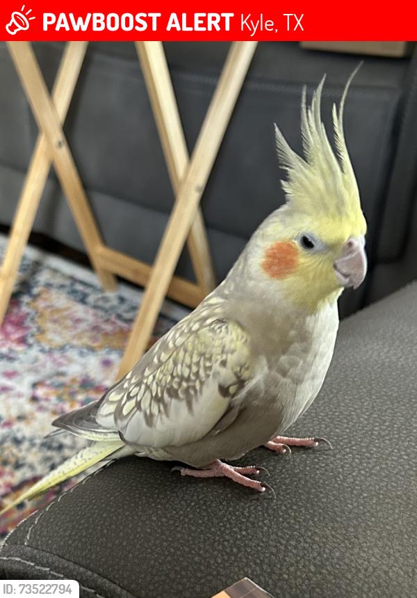 Lost Female Bird last seen Spring Branch Dr., Kyle, TX 78640