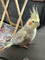 Lost Female Bird last seen Spring Branch Dr., Kyle, TX 78640