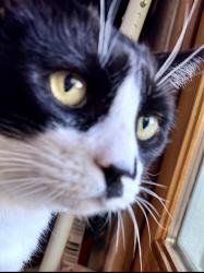 Lost Male Cat last seen Mountain Ave/Hwy 12, Sonoma County, CA 95476