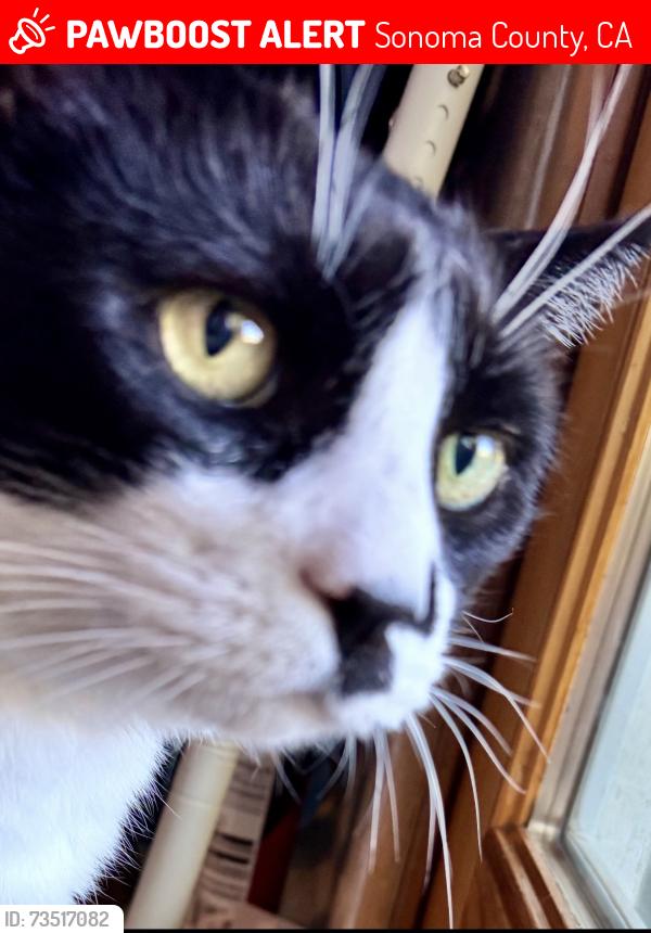 Lost Male Cat last seen Mountain Ave/Hwy 12, Sonoma County, CA 95476