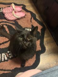 Lost Male Cat last seen Crestlane ave, Anaheim, CA 92806