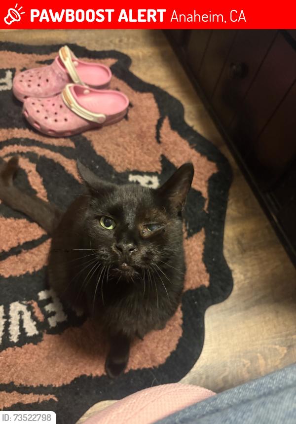 Lost Male Cat last seen Crestlane ave, Anaheim, CA 92806