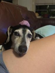 Lost Male Dog last seen Preston and fairmont, parkgate north, colombia dr and yuma trail, Pasadena, TX 77505