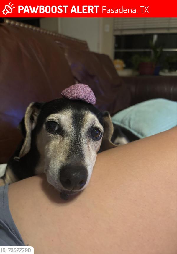 Lost Male Dog last seen Preston and fairmont, parkgate north, colombia dr and yuma trail, Pasadena, TX 77505
