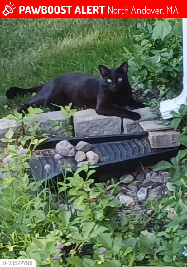 Lost Male Cat last seen Forest Street and Lawrence Road, North Andover, MA 01845