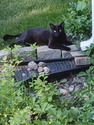 Lost Male Cat last seen Forest Street and Lawrence Road, North Andover, MA 01845