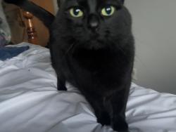 Reunited Female Cat last seen Kingsbury/ Laurel bay by train tracks, Winnipeg, MB R2V 2V7
