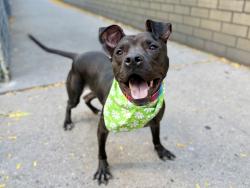 Shelter Stray Female Dog last seen W 138 Street, NEW YORK, NY, 10030, 326 E 110th St, New York, NY 10029, USA
