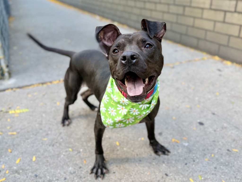 Shelter Stray Female Dog last seen W 138 Street, NEW YORK, NY, 10030, 326 E 110th St, New York, NY 10029, USA