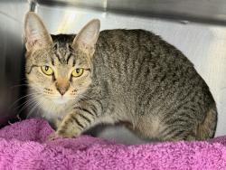 Shelter Stray Female Cat last seen Near Fteley Avenue, BRONX, NY, 10473, 326 E 110th St, New York, NY 10029, USA