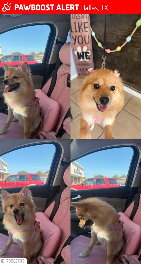 Lost Female Dog last seen Spring valley, Dallas, TX 75254