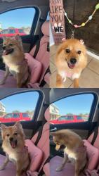 Lost Female Dog last seen Spring valley, Dallas, TX 75254