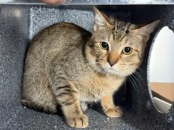 Shelter Stray Male Cat last seen Near Fteley Avenue, BRONX, NY, 10473, 326 E 110th St, New York, NY 10029, USA