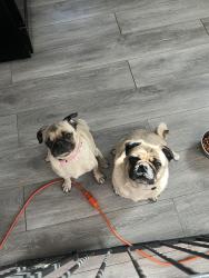 Reunited Female Dog last seen suwannee St, Park Forest, IL 60466