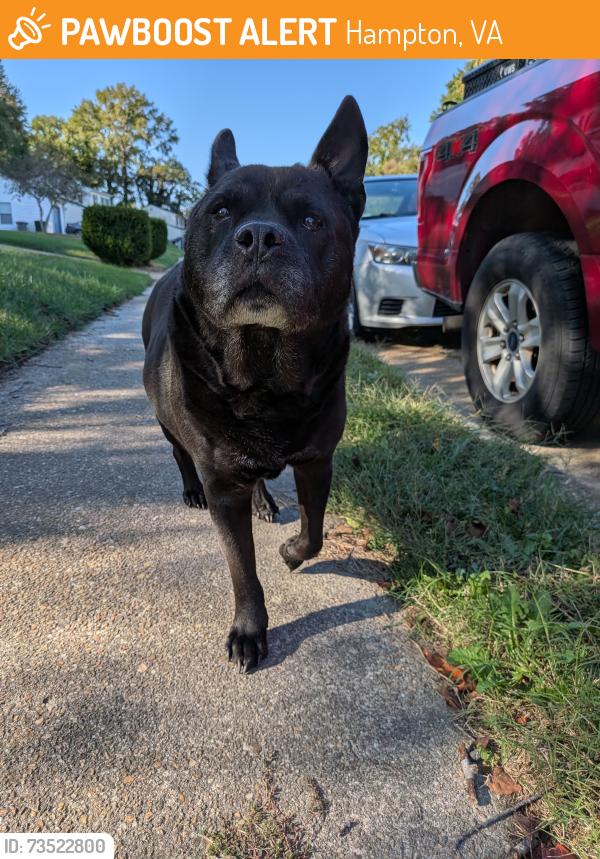 Found/Stray Female Dog last seen Old point and woodland, Hampton, VA 23663