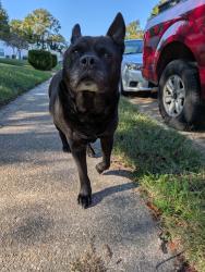 Found/Stray Female Dog last seen Old point and woodland, Hampton, VA 23663
