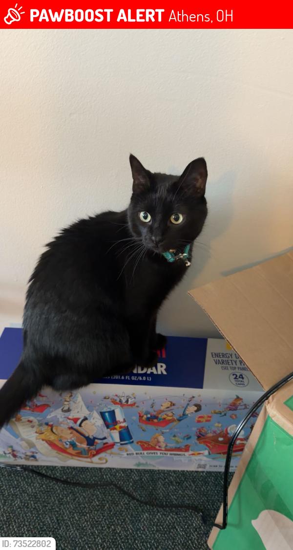 Lost Male Cat last seen W Union st, oblennes hosp, urgent care, Athens, OH 45701