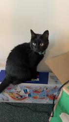 Lost Male Cat last seen W Union st, oblennes hosp, urgent care, Athens, OH 45701