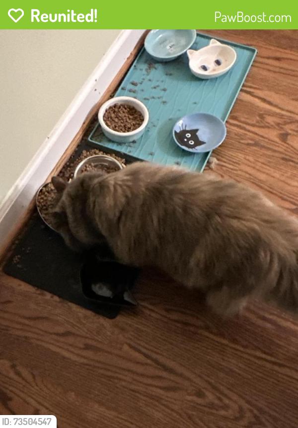 Reunited Female Cat last seen Chaparral and Leesburg, Charlotte, NC 28215