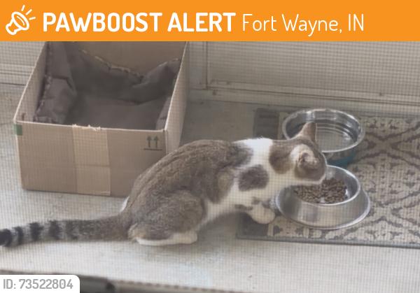 Found/Stray Unknown Cat last seen Ludwig Park , Lima Road, Fort Wayne, IN 46825