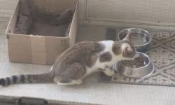 Found/Stray Unknown Cat last seen Ludwig Park , Lima Road, Fort Wayne, IN 46825