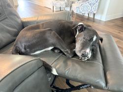 Reunited Male Dog last seen Cedar Mills subdivision, Gray, TN 37615