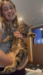 Reunited Female Cat last seen McKnight and Cedar in White Bear Lake, White Bear Lake, MN 55110