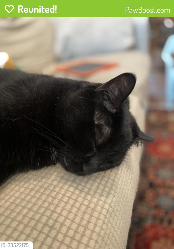 Reunited Male Cat last seen Sacramento & Diversey, Chicago, IL 60647
