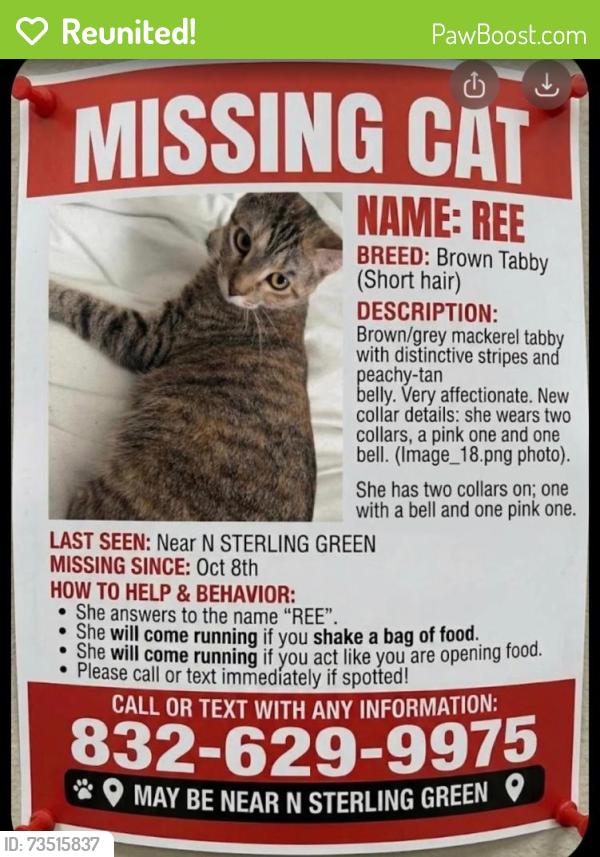 Reunited Female Cat last seen Near Steven in North Sterling Green, Channelview, TX 77530