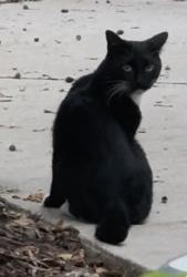Found/Stray Male Cat last seen Seen by building 1500, Jacksonville, FL 32244