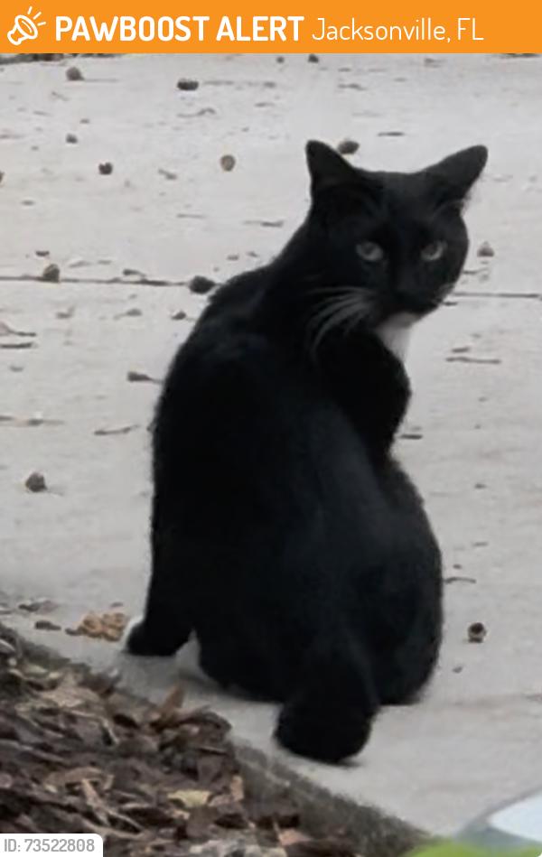 Found/Stray Male Cat last seen Seen by building 1500, Jacksonville, FL 32244