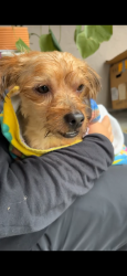 Found/Stray Male Dog last seen Near ave 232 st, Miami, FL 33170