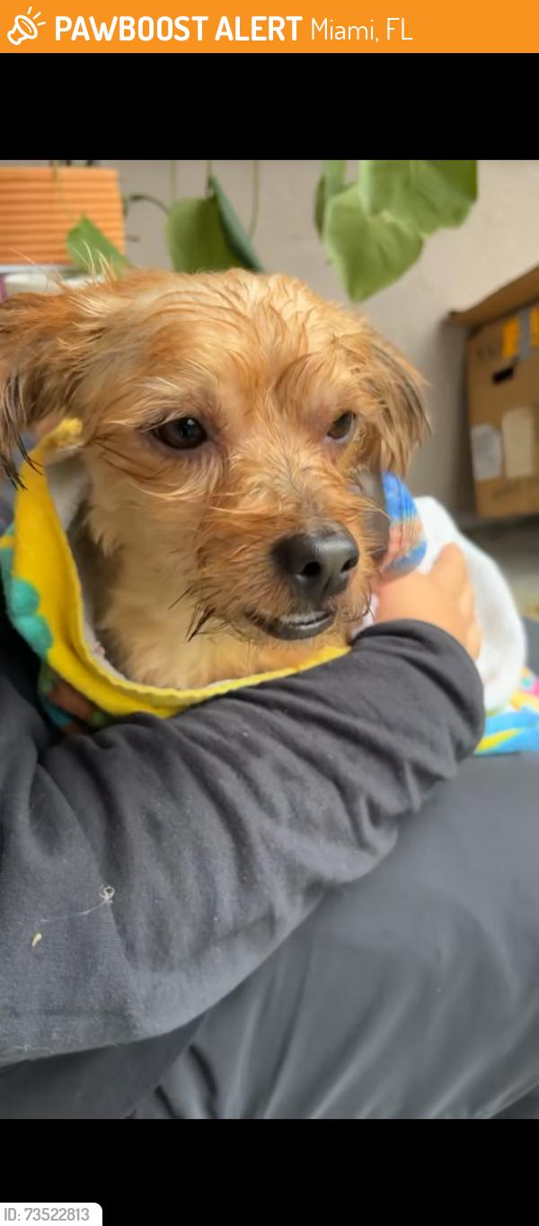 Found/Stray Male Dog last seen Near ave 232 st, Miami, FL 33170